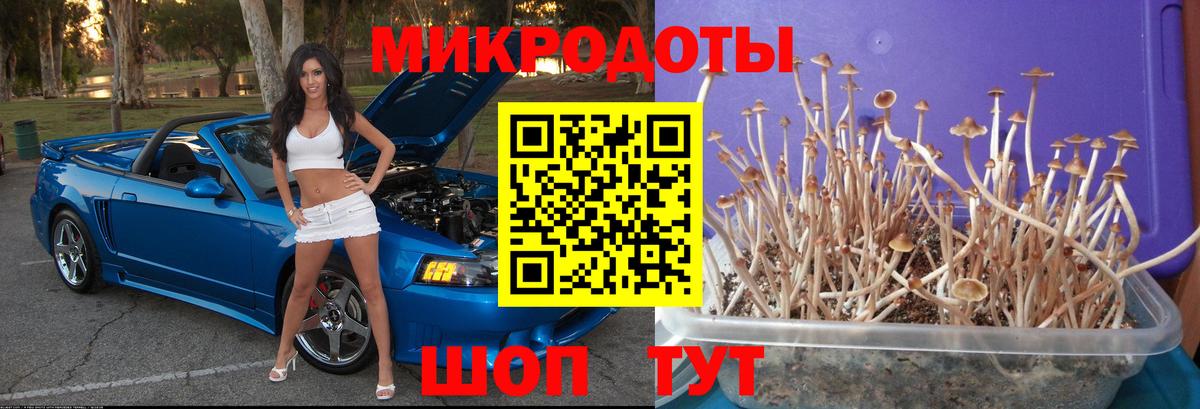 купить  цена  Вход с VPN  Гагарин  Псилоцибиновые грибы Psilocybine cubensis 